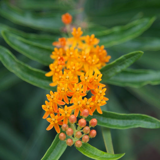 Butterfly Weed Seed Pack - The Shops at Mount Vernon