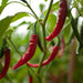 Cayenne Pepper Seed Pack - The Shops at Mount Vernon - The Shops at Mount Vernon