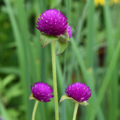 Globe Amaranth Seed Pack - The Shops at Mount Vernon - The Shops at Mount Vernon