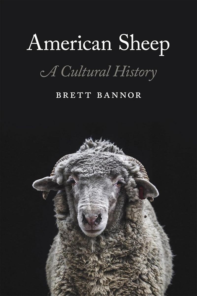 BK AMERICAN SHEEP