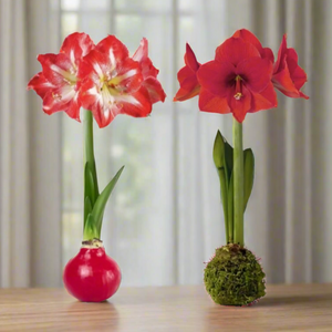 No Water - Amaryllis Bulbs