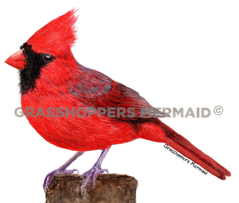 STICKER CARDINAL