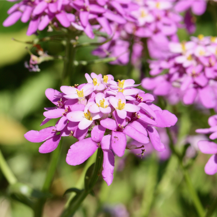Globe Candytuft Seed Pack