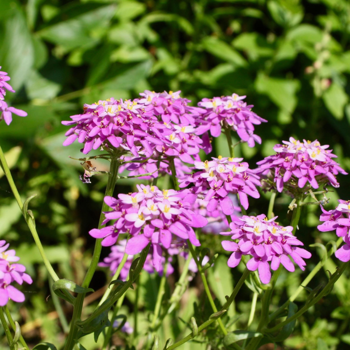 Globe Candytuft Seed Pack