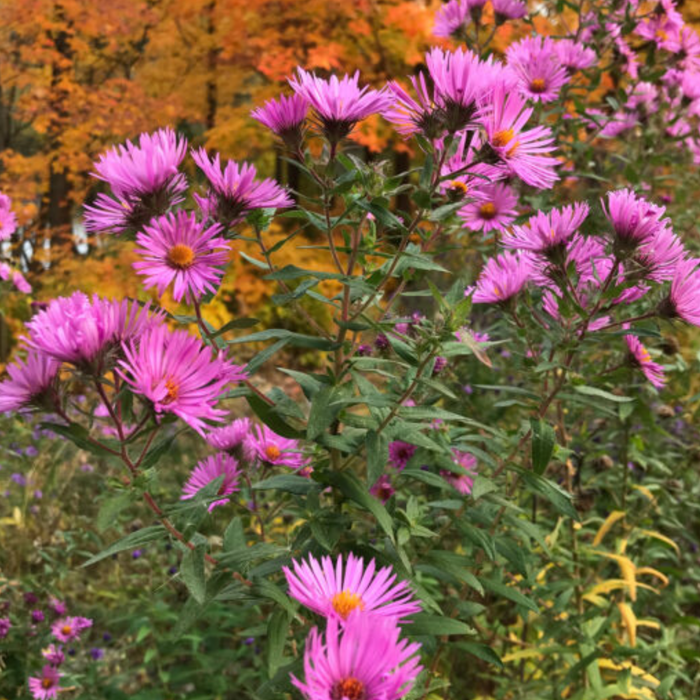 New England Aster
