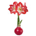 Amaryllis Bulb - No Sunshine - No Water - No Worries - The Shops at Mount Vernon