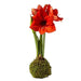 Amaryllis Bulb - No Sunshine - No Water - No Worries - The Shops at Mount Vernon