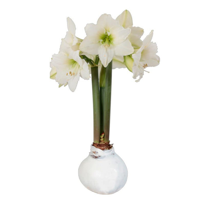 Amaryllis Bulb - No Water - No Worries - The Shops at Mount Vernon