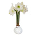 Amaryllis Bulb - No Water - No Worries - The Shops at Mount Vernon