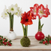 Amaryllis Bulb - No Water - No Worries - The Shops at Mount Vernon