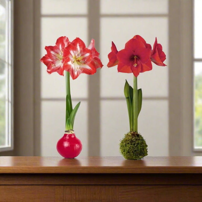 Amaryllis Bulb - No Water - No Worries - The Shops at Mount Vernon