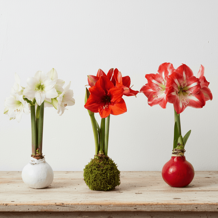 Amaryllis Bulb - No Water - No Worries - The Shops at Mount Vernon