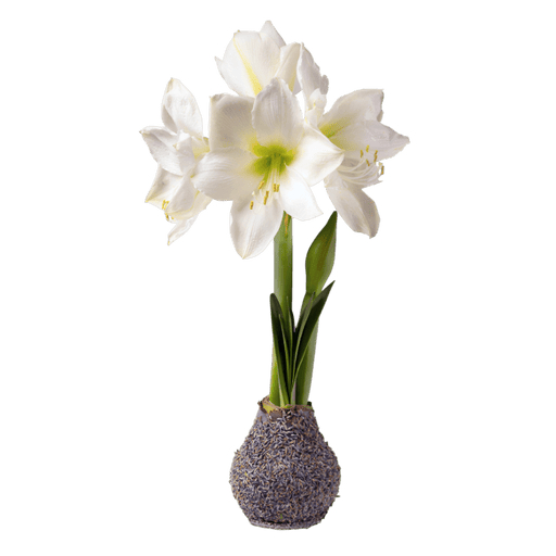 Amaryllis Bulb – White Flower Lavender Petal Base - The Shops at Mount Vernon