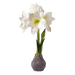 Amaryllis Bulb – White Flower Lavender Petal Base - The Shops at Mount Vernon