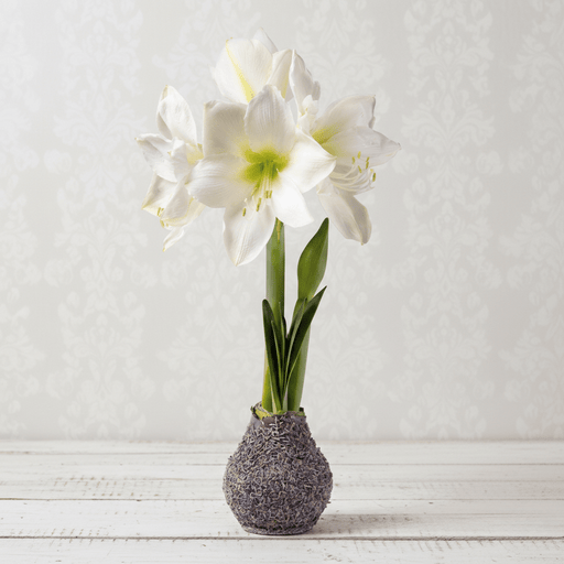 Amaryllis Bulb – White Flower Lavender Petal Base - The Shops at Mount Vernon