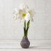 Amaryllis Bulb – White Flower Lavender Petal Base - The Shops at Mount Vernon