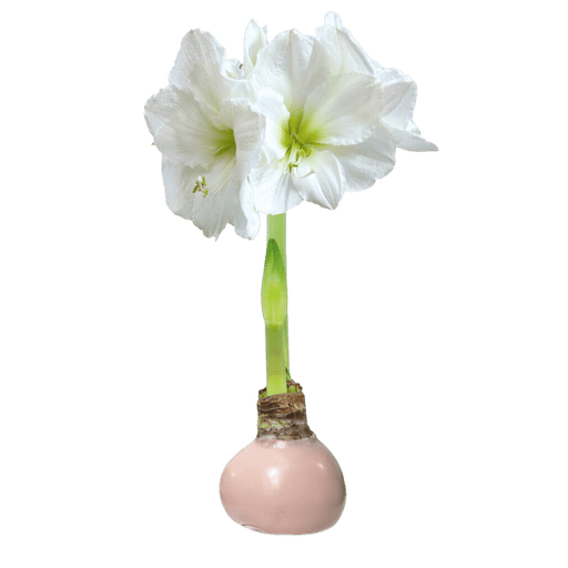 Amaryllis Bulb - White Flower Pink Wax - The Shops at Mount Vernon