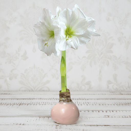 Amaryllis Bulb - White Flower Pink Wax - The Shops at Mount Vernon