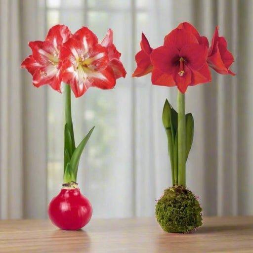 Amaryllis Bulbs - No Sunshine - No Water - No Worries - The Shops at Mount Vernon