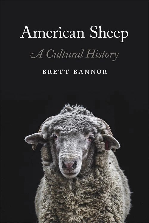 BK AMERICAN SHEEP