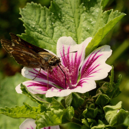 mallow plant seeds Cheese's Mallow Seed Pack