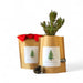Christmas Tree Grow Kit - The Shops at Mount Vernon