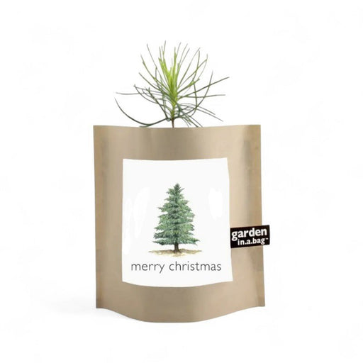 Christmas Tree Grow Kit - The Shops at Mount Vernon