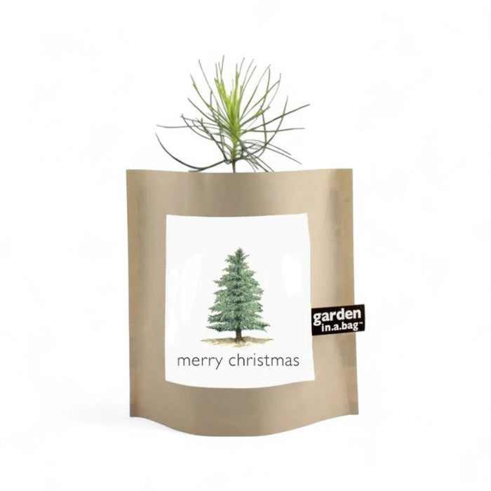 Christmas Tree Grow Kit - The Shops at Mount Vernon
