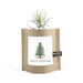 Christmas Tree Grow Kit - The Shops at Mount Vernon