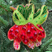 Fritillaria Sr Nicolas Ornament - The Shops at Mount Vernon