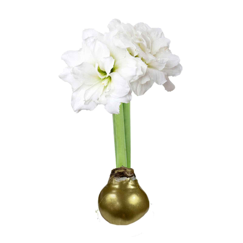 Holiday Amaryllis Bulb - The Shops at Mount Vernon
