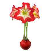 Holiday Amaryllis Bulb - The Shops at Mount Vernon