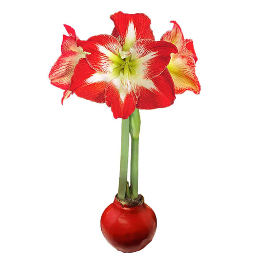 Holiday Amaryllis Bulb - The Shops at Mount Vernon