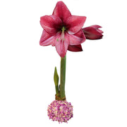 Holiday Amaryllis Bulb - The Shops at Mount Vernon