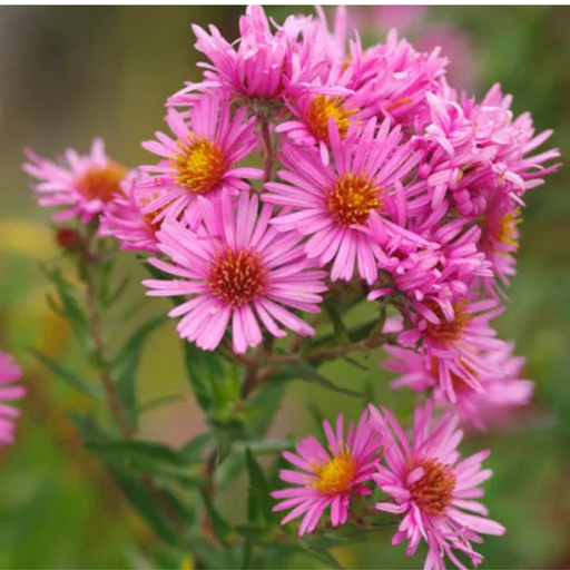 New England Aster - The Shops at Mount Vernon
