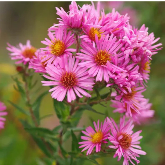 New England Aster - The Shops at Mount Vernon