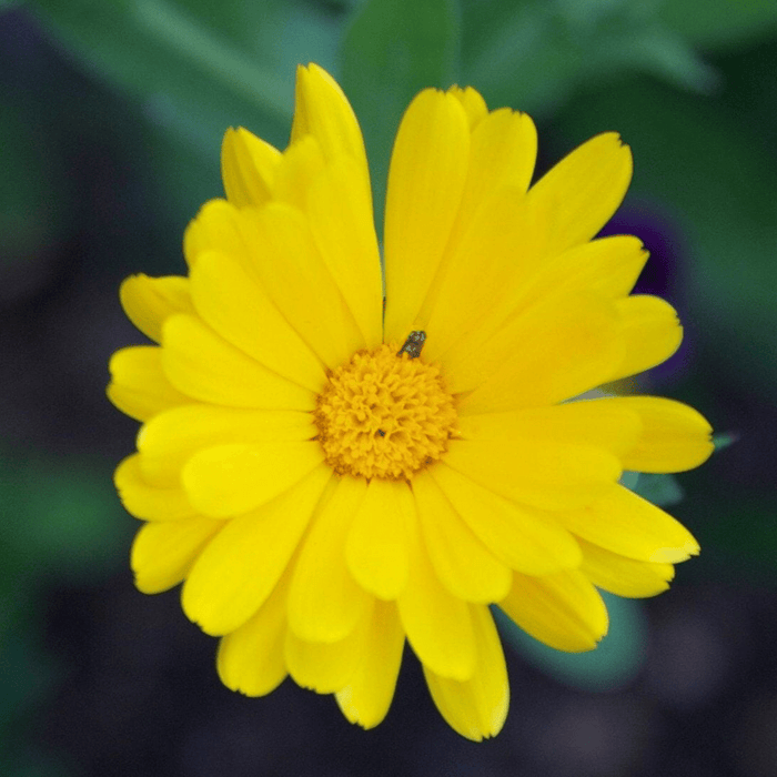 marigold flower seeds near me Pot Marigold Seed Pack The Shops at Mount Vernon