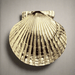 Scallop Door Knocker - The Shops at Mount Vernon
