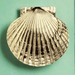 Scallop Door Knocker - The Shops at Mount Vernon