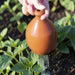 Thumb Watering Can - The Shops at Mount Vernon