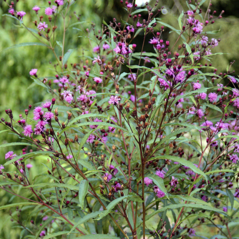 New York Ironweed Seed Pack - The Shops at Mount Vernon - The Shops at Mount Vernon
