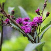 New York Ironweed Seed Pack - The Shops at Mount Vernon - The Shops at Mount Vernon