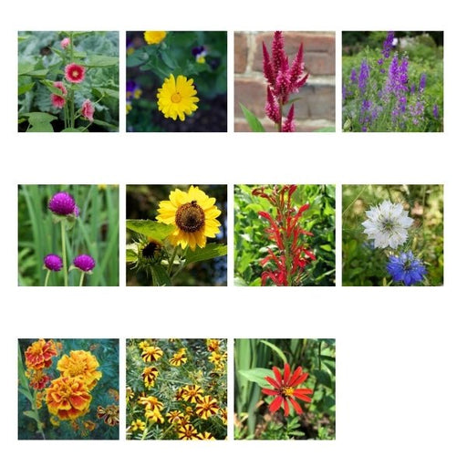 Annual Heirloom Seed Assortment - 11 Varieties - Special Value - The Shops at Mount Vernon