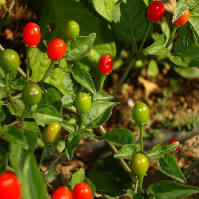 Bird Pepper Seed Pack - The Shops at Mount Vernon