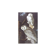Birds of America - Tiny Folio - W.W. NORTON & CO. - The Shops at Mount Vernon
