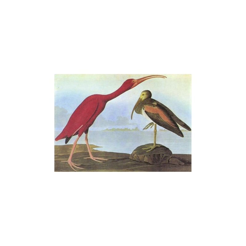 Birds of America - Tiny Folio - W.W. NORTON & CO. - The Shops at Mount Vernon