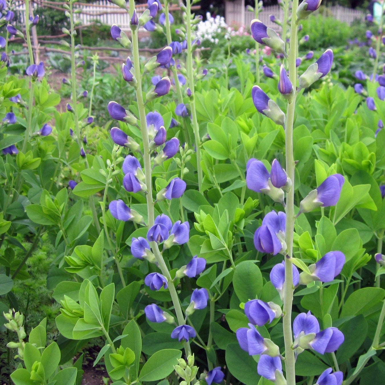 Blue False Indigo Seed Pack - The Shops at Mount Vernon - The Shops at Mount Vernon