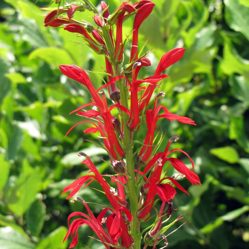 red cardinal flower seeds Cardinal Flower Seed Pack