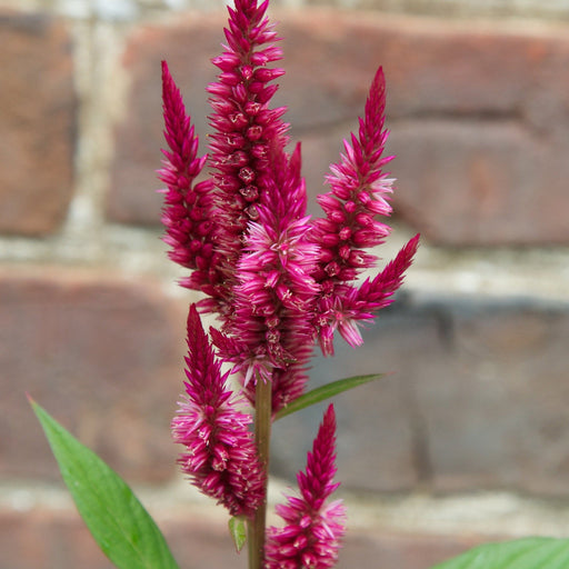 Celosia Seed Pack - The Shops at Mount Vernon