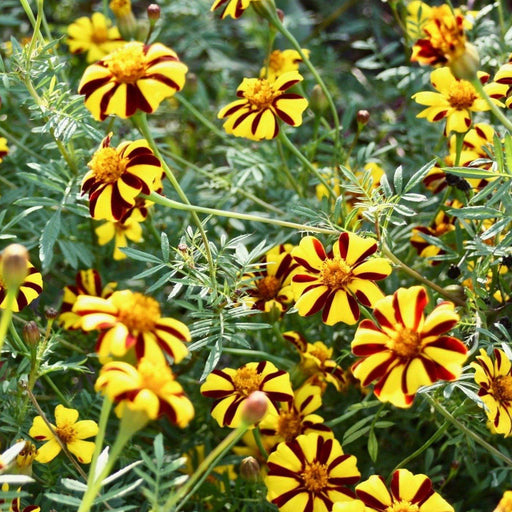 Court Jester Marigold Seed Pack - The Shops at Mount Vernon